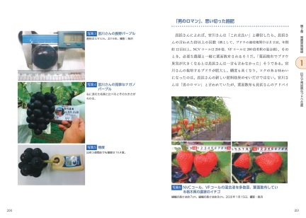 Strawberries from Tochigi Prefecture farmers