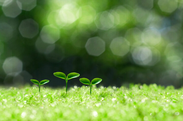 image for The Effects of Magnesium / Key Points on the Importance of Iron