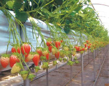 Strawberries grown by farmers in Tochigi Prefecture