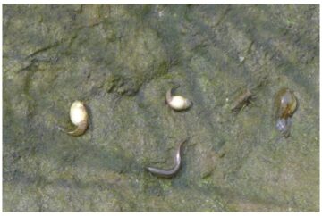 Tadpoles, Dragonfly Larvae, and Loaches