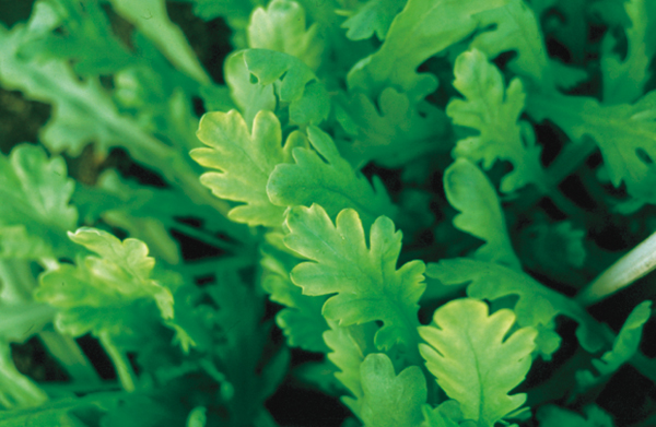 image for Manganese Deficiency Symptoms / Three Major Nutrient Test and Compost Application