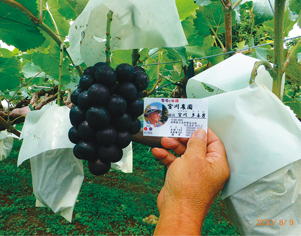 image for Giant, High-Quality Grape Production through Foliar Application of CHO Using Ethanol