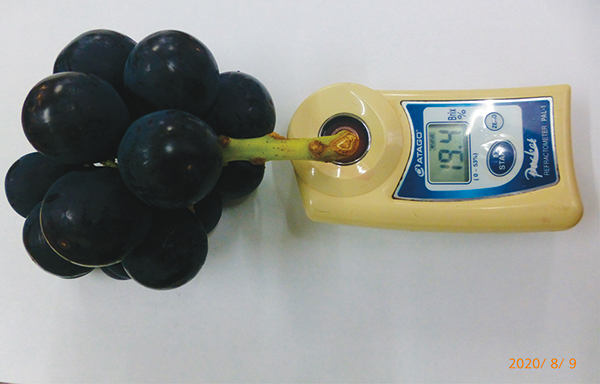 Sugar Content of Nagano Purple Grapes