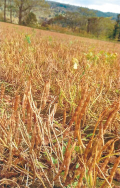 葉面散布を行った大豆1