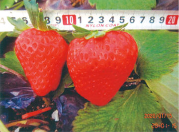 Strawberries from Farmers in Tochigi Prefecture – 2