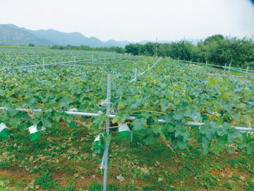 Mr. Miyagawa’s Vineyard
