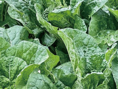 Chinese cabbage grows healthily