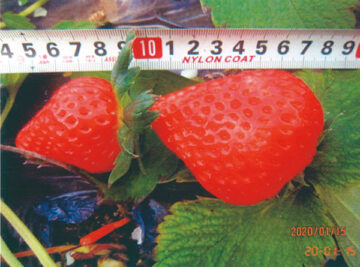 Strawberries from Farmers in Tochigi Prefecture – 3
