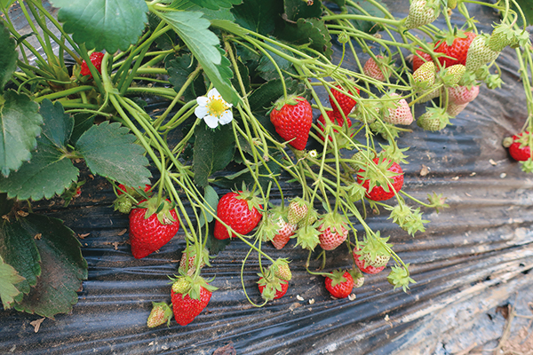 イチゴ