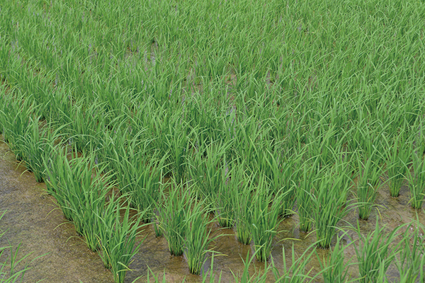 image for The Primary Cause Theory of Global Warming / Proactive Sources of CHO Supply