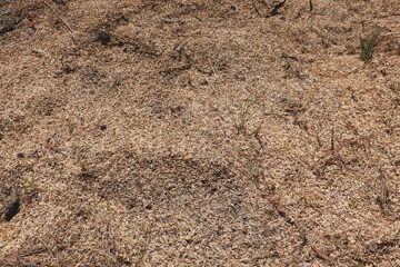 Rice husks spread between the raised beds