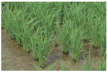 Average Tillering of “Tennotsubu”: 33 Stems