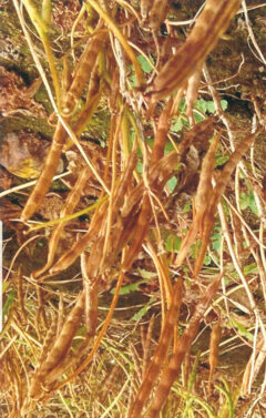 Soybeans with Foliar Application – 2