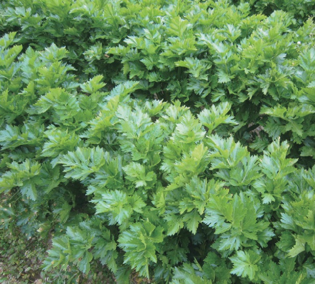 image for Easy-to-understand explanation of farming techniques at Kinokawa City training session